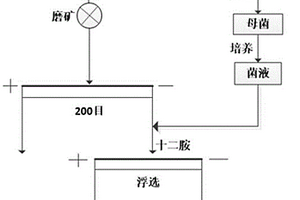 微生物與十二胺協同作用浮選金云母的方法
