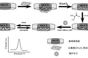 一步沉積法修飾磁電極的蛋白質電化學印跡傳感器的制備方法