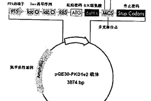 抗人多囊蛋白-1N端多克隆抗體PAPC1