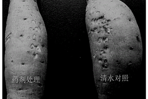 測定藥劑對甘薯薯塊新鮮傷口保護作用的方法