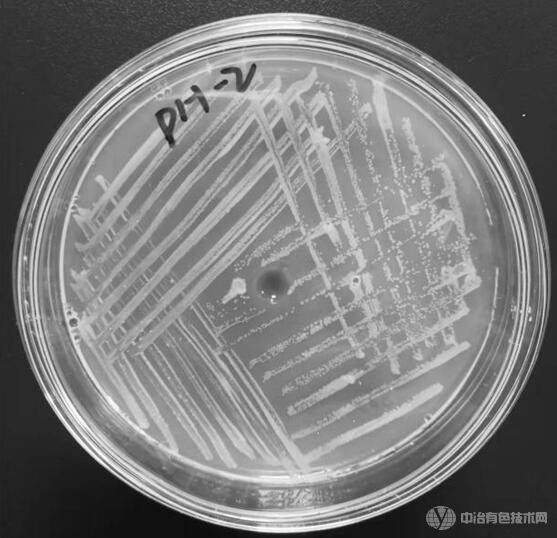 化工溶劑降解菌彎曲假單胞菌PH-2及其在化工廢水處理中的應用