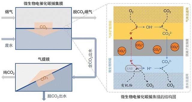 微生物電催化碳捕集膜及其制備方法與應用
